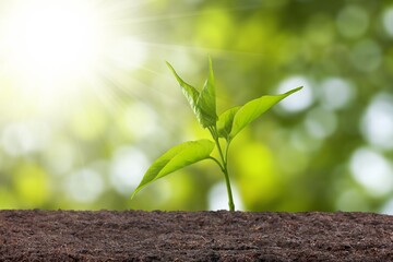 Plant.