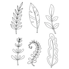 Simple doodle of a plant. Leaf from a tree. Vector illustration isolated on white background. hand-drawn.