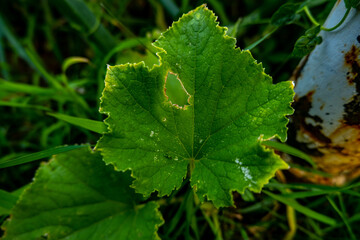 leaf with water droplets