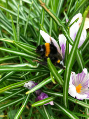 Bumblebee collects pollen and nectar from blooming white crocus spring flowers