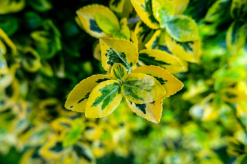 green leaves background