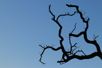 Dry tree against sky