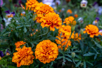 orange flowers in the garden