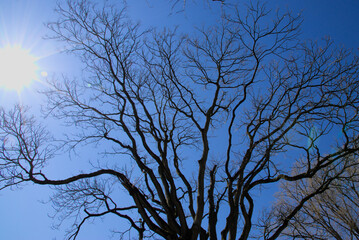Dry tree against sky