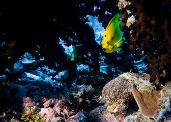 Fototapeta na wymiar Yellow butterfly fish among corals at the bottom of the Indian Ocean
