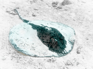 Stingray on the white sand at the bottom of the Indian Ocean
