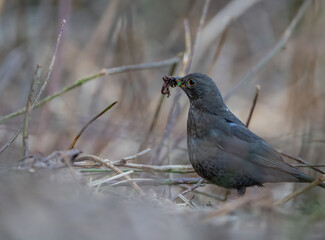 Amsel mit Regenwürmern im Schnabel, Vogel