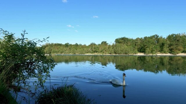 Landscape with Swan on the Water