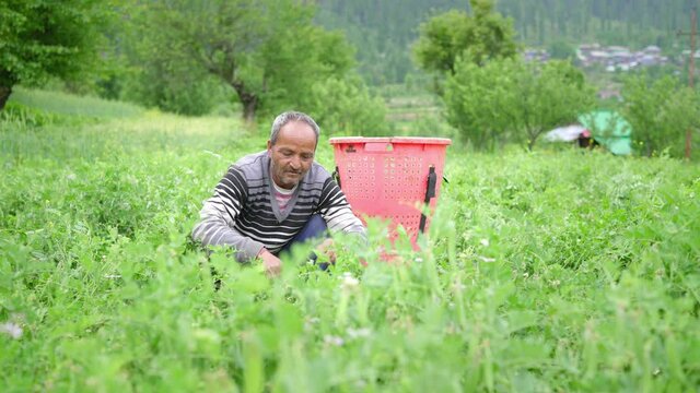 An Indian Asian elderly man picking up or collecting fresh green peas or vegetables in a basket from a plant on an agricultural farming field during harvest season. Agriculture concept
