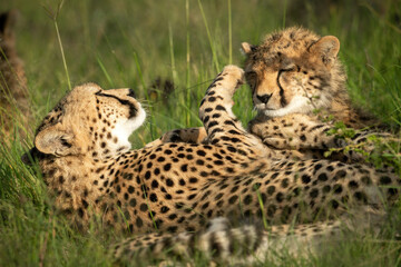 Close-up of cheetah on back pawing cub