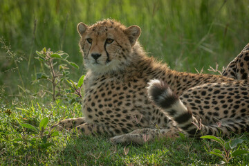 Close-up of cub lying on short grass