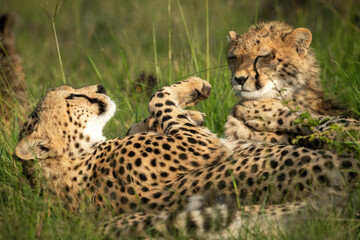 Close-up of cheetah on back by cub