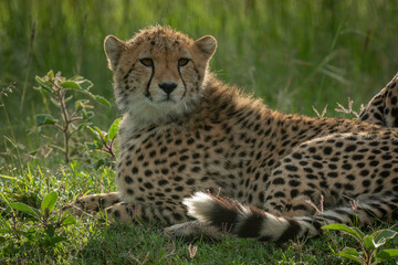 Close-up of cub lying in short grass