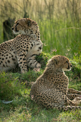 Close-up of cub lying down with cheetah