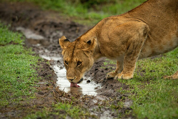 Fototapeta na wymiar Close-up of lion cub drinking from ditch
