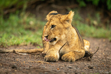 Obraz na płótnie Canvas Close-up of lion cub lying licking nose
