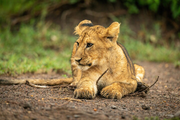 Fototapeta na wymiar Close-up of lion cub lying on branch