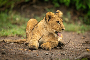Fototapeta na wymiar Close-up of lion cub lying on earth