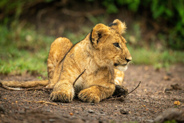 Close-up of lion cub lying staring right