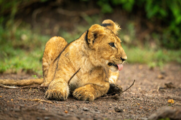 Fototapeta na wymiar Close-up of lion cub lying showing tongue