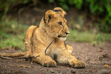 Obraz na płótnie Canvas Close-up of lion cub lying in dirt