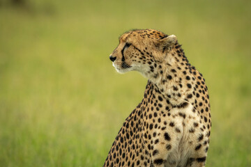 Close-up of cheetah sitting in blurred grass