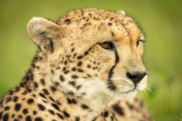 Close-up of cheetah sitting pointing head right