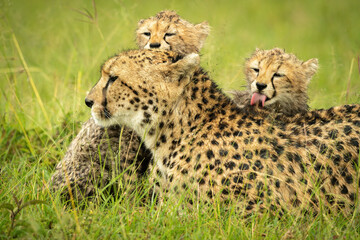 Naklejka na ściany i meble Close-up of cheetah lying washed by cubs