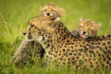 Naklejka na ściany i meble Close-up of cheetah lying licked by cubs