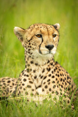 Close-up of cheetah lying with head turned