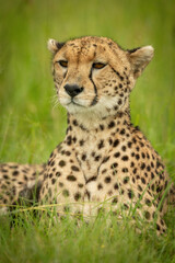 Close-up of cheetah lying with head raised