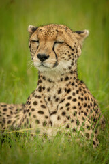 Naklejka na ściany i meble Close-up of cheetah lying with closed eyes
