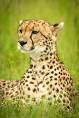 Naklejka na ściany i meble Close-up of cheetah lying with extended neck