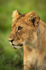 Fototapeta na wymiar Close-up of lion cub sitting facing left