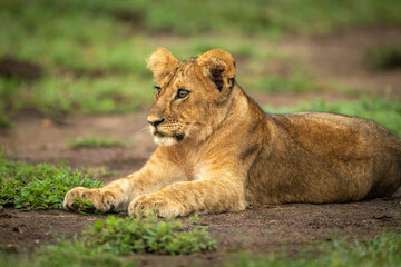 Close-up of lion cub lying in savannah