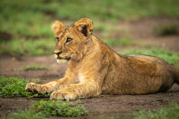 Obraz na płótnie Canvas Close-up of lion cub lying staring ahead