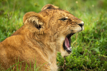 Fototapeta na wymiar Close-up of lion cub lying down yawning