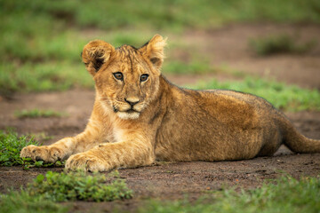 Naklejka na ściany i meble Close-up of lion cub lying turning head