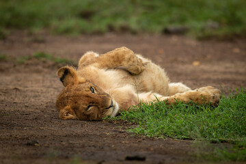 Close-up of lion cub lying on back