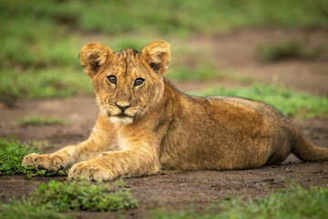Close-up of lion cub lying watching camera