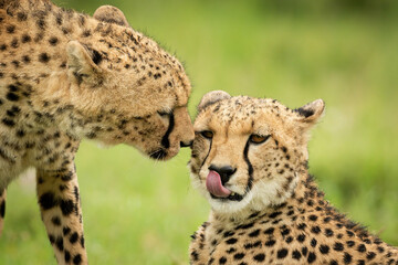 Close-up of cheetah nuzzling one lying down