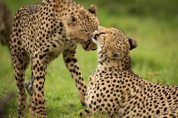 Naklejka na ściany i meble Close-up of cheetah lying licking one standing