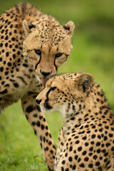 Close-up of cheetah standing washing one lying
