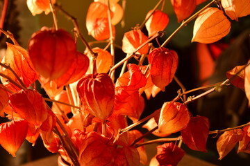 Obraz premium red and yellow leaves