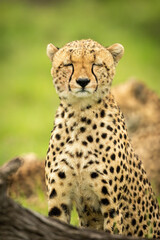 Close-up of cheetah sitting with closed eyes