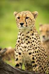 Close-up of cheetah sitting with another behind
