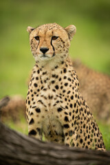 Close-up of cheetah sitting near fallen log