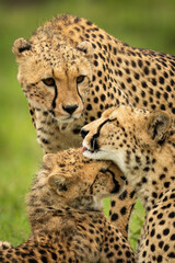 Close-up of cheetah watching mother grooming cub