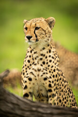 Naklejka na ściany i meble Close-up of cheetah sitting by fallen log