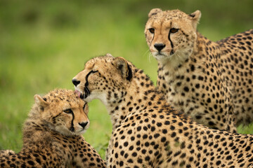 Naklejka na ściany i meble Close-up of cheetah watching mother cleaning cub